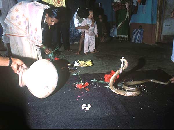 Naga Panchami Rituals