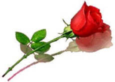 Valentine Day Rose